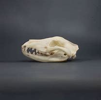 Image result for Tasmanian Tiger Skull
