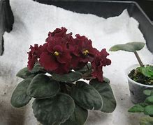 Image result for African Violet Flowers Red