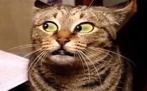 Image result for Funny Cats Going Crazy