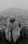 Image result for Sheep Horror Art