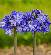 Image result for Galaxy Blue Agapanthus | Zone 6-10 | Blue | 36 Inches | Full Sun