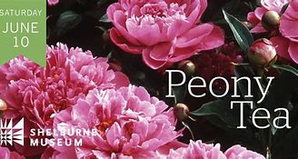 Image result for Peony Tea