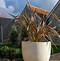 Image result for Large White Outdoor Planters