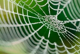 Image result for spiders webs