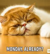 Image result for Monday Cat in City
