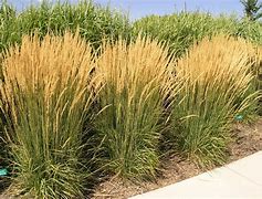 Image result for 3 Gallon - Karl Foerster Grass - Reaching New Garden Heights