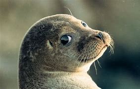 Image result for Caspian Seal Aggressivness