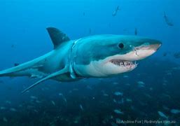 Image result for UK Shark Species