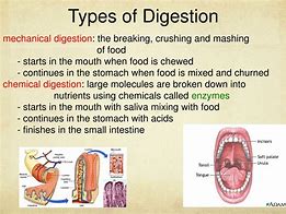 Image result for Types of Digestion