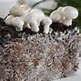 Image result for Hydroponic Mushrooms