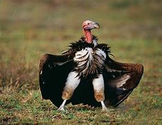 Image result for vultures pick a man eye out
