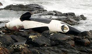 Image result for Killer Whale Dead On Beach