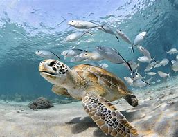 Image result for WWF marine life med sea