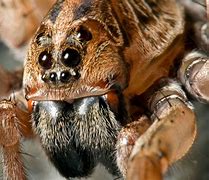 Image result for Wolf Spider Eyes