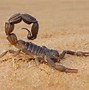 Image result for Scorpion in Desert