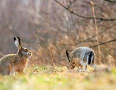 Image result for Hare Snare