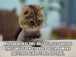 Image result for Random Cat Thoughts 2