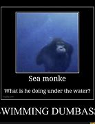 Image result for Monkey Underwater Meme