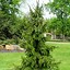 Image result for Serbian Spruce Pics