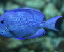 Image result for Atlantic Blue Fish