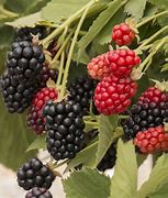 Image result for Lowe's BlackBerry Plants