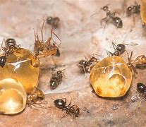 Image result for Honey Ants