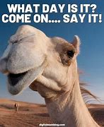 Image result for Its Hump Day Humor