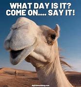 Image result for Hump Day Memes Cute