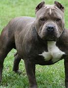 Image result for Chien Pit Bull