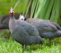 Image result for New Guinea Hens