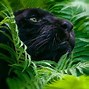 Image result for Black Panther Nature
