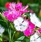 Image result for Parts of Plant Dianthus