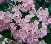 Image result for Evergreen Flowers