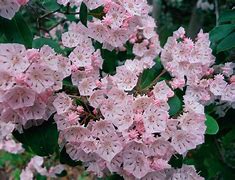 Image result for Flowering Shade Trees
