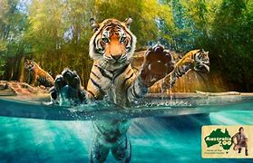 Image result for Brisbane Zoo