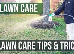 Image result for How to Maintain Grass