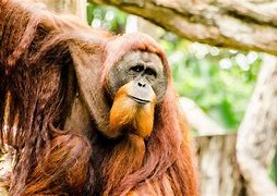 Image result for Singapore Zoo Animal List