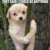 Image result for Best Funny Dog Pictures