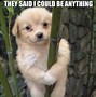 Image result for Hilarious Dog Pictures