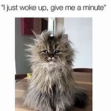 Image result for Just Woke Up Cat Meme