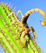 Image result for Mesa Arizona Scorpions