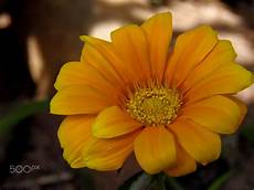 Delicious yellow fresh from my garden Flower: gazania rigens If you