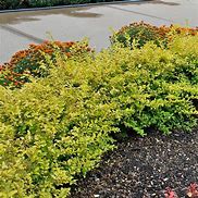 Image result for 1 Gallon - Sunshine Ligustrum Privet Hedge - Electrifying Year-Round Vibrant Yellow Foliage, Outdoor Plant