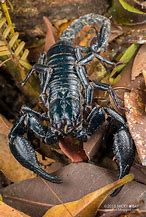 Image result for Black Forest Scorpion