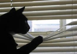 Image result for images of cat looking out the window