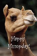 Image result for Good Morning Happy Wednesday Camel