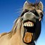 Image result for Funny Horses Laughing