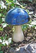 Image result for Blue Magic Mushrooms