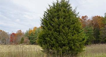 Image result for Eastern Red Cedar Tree Wood