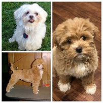 Image result for Woman steals Maltipoo puppy